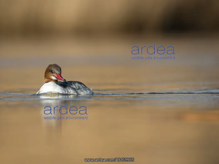 : Common Merganser : Common Merganser