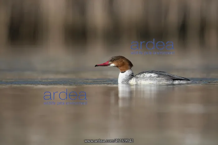 : Common Merganser : Common Merganser