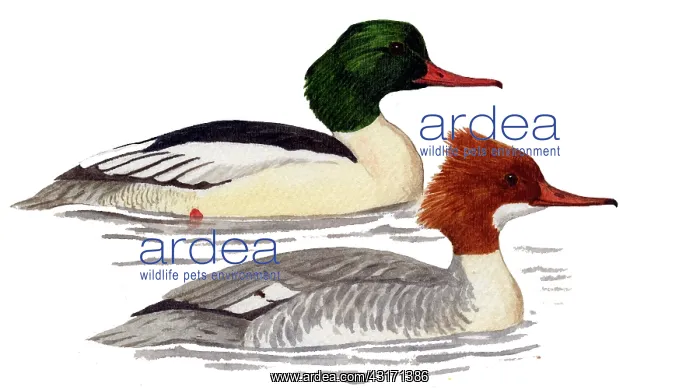 : Common Merganser : Common Merganser