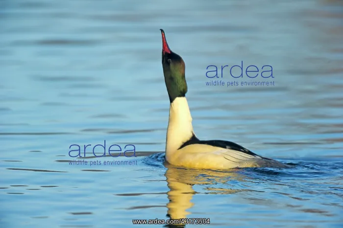 : Common Merganser : Common Merganser