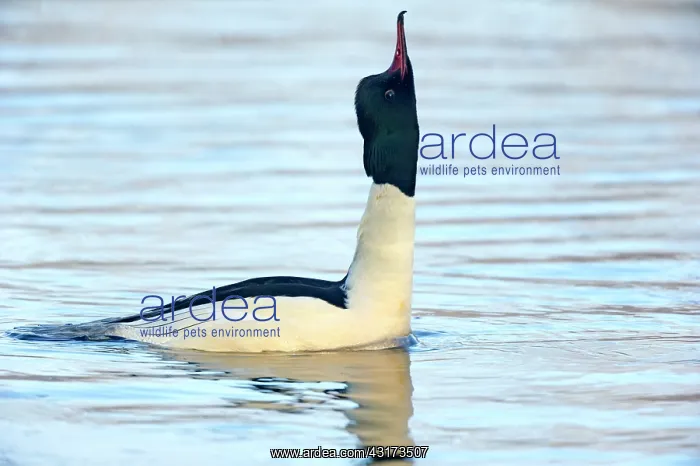 : Common Merganser : Common Merganser