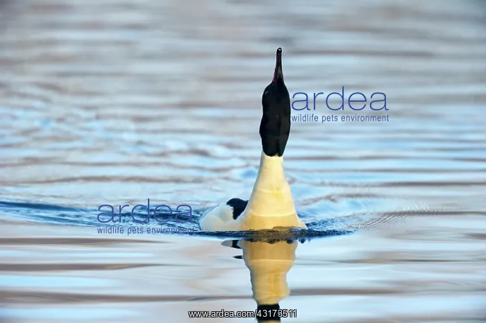 : Common Merganser : Common Merganser