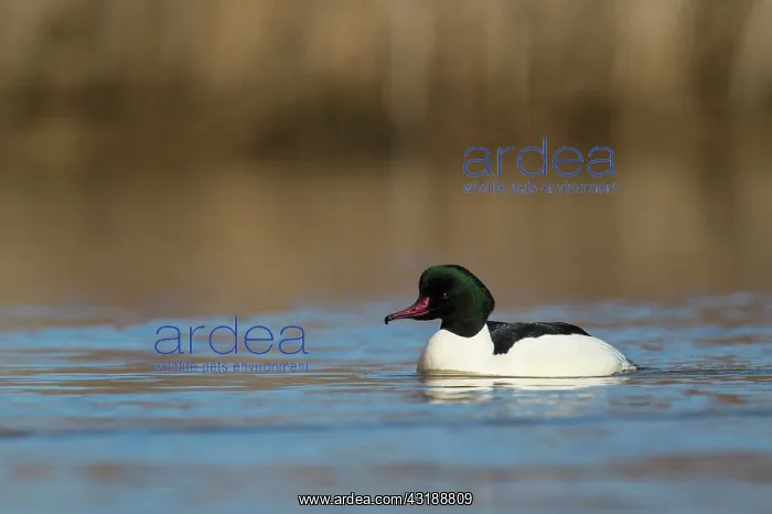 : Common Merganser : Common Merganser