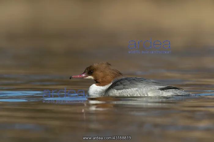 : Common Merganser : Common Merganser