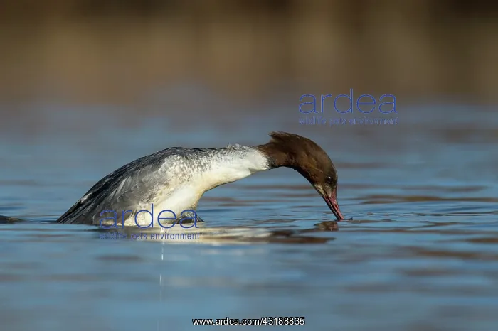 : Common Merganser : Common Merganser