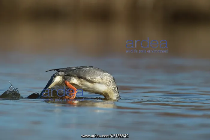 : Common Merganser : Common Merganser