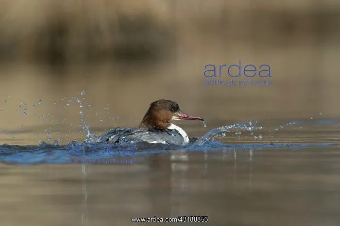 : Common Merganser : Common Merganser