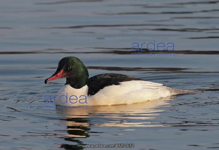 : Common Merganser : Common Merganser