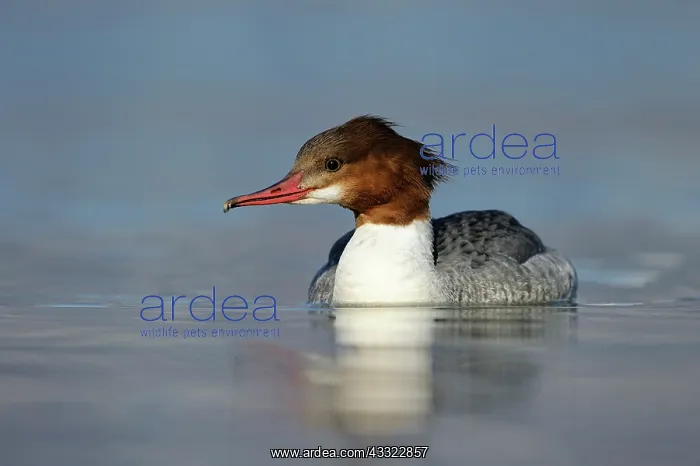 : Common Merganser : Common Merganser