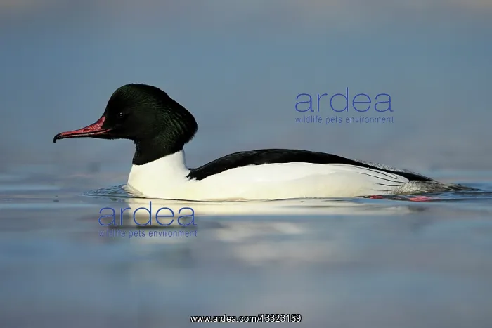 : Common Merganser : Common Merganser