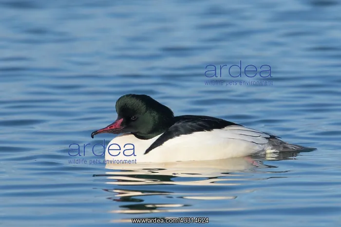 : Common Merganser - adult drake - Germany : Common Merganser - adult drake - Germany