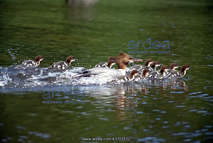 : Common Merganser and ducklings : Common Merganser and ducklings