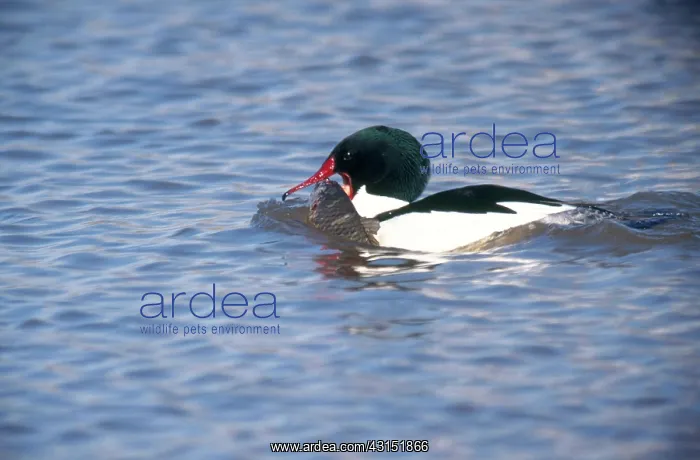 : Common Merganser Eating Fish : Common Merganser Eating Fish