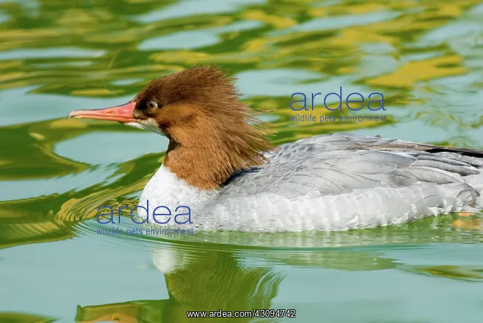 : Common Merganser female : Common Merganser female