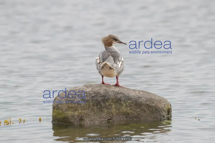: Common Merganser female : Common Merganser female