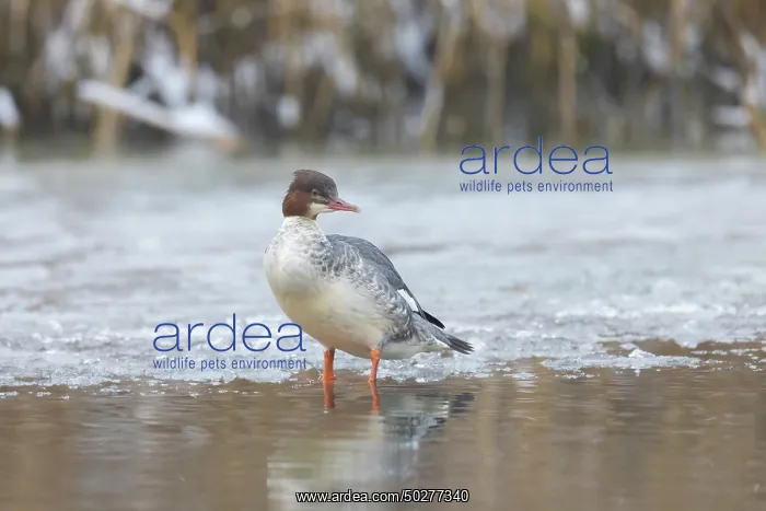 : Common Merganser female : Common Merganser female