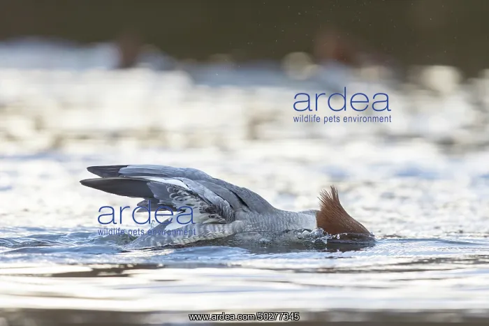 : Common Merganser female : Common Merganser female