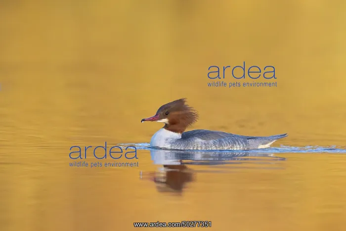 : Common Merganser female : Common Merganser female