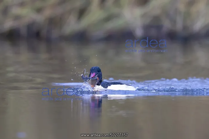 : Common Merganser Fish : Common Merganser Fish