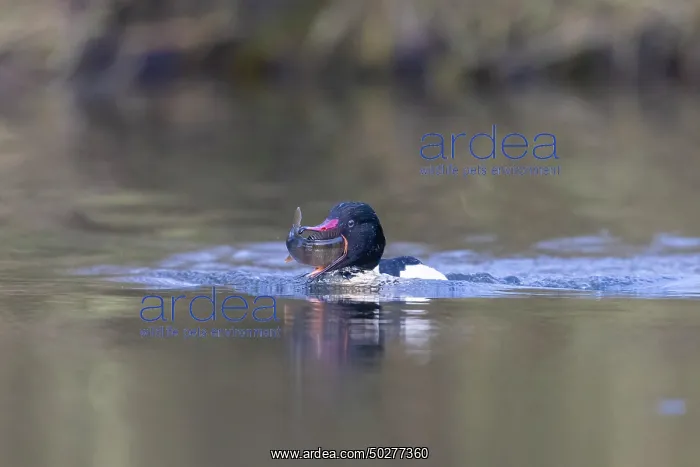 : Common Merganser Fish : Common Merganser Fish