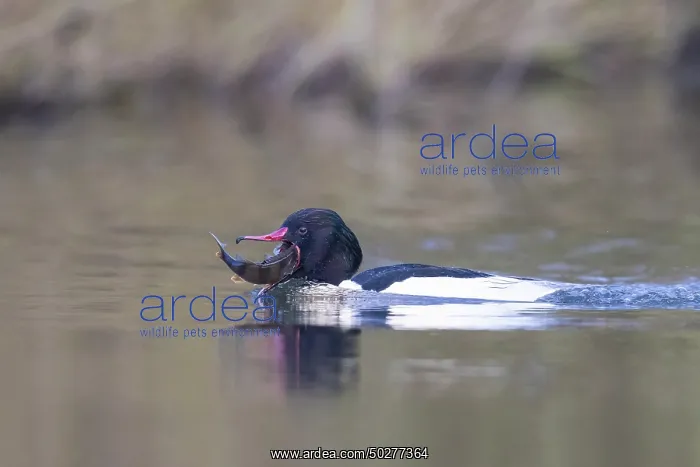 : Common Merganser Fish : Common Merganser Fish