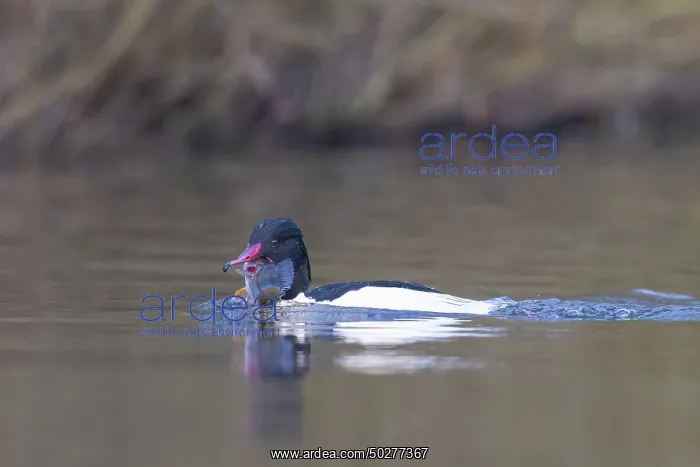 : Common Merganser Fish : Common Merganser Fish