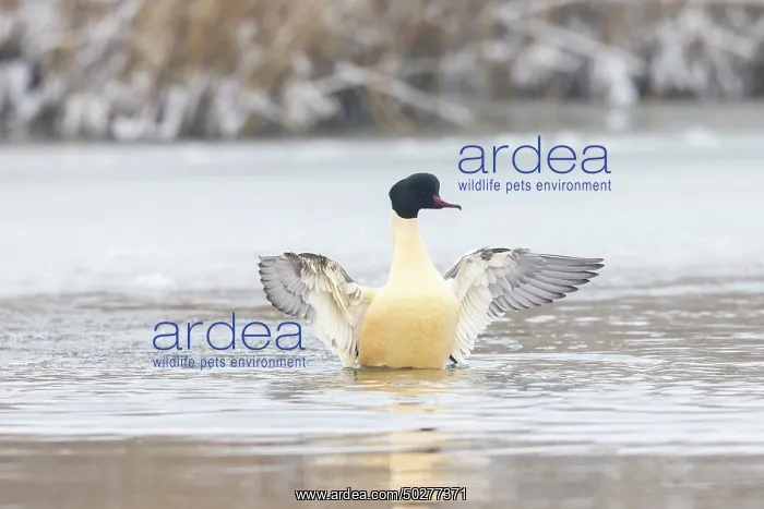 : Common Merganser male : Common Merganser male
