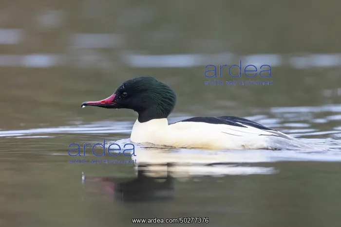 : Common Merganser male : Common Merganser male