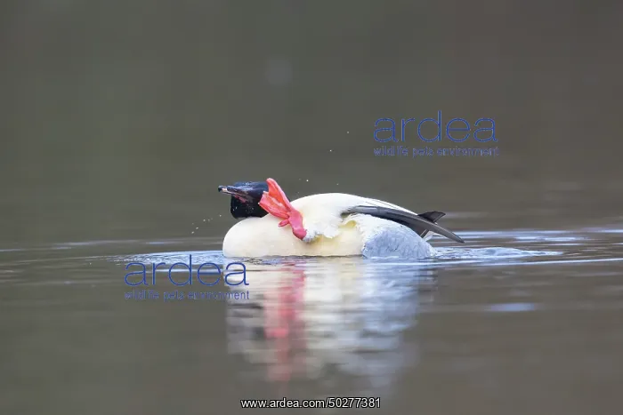 : Common Merganser male : Common Merganser male