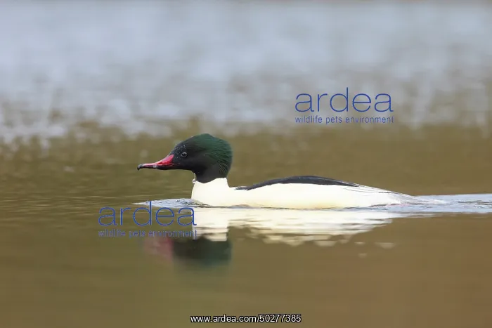 : Common Merganser male : Common Merganser male