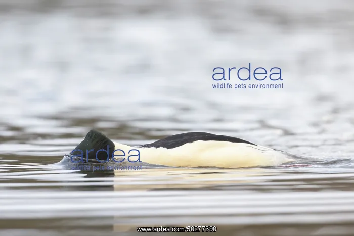 : Common Merganser male : Common Merganser male