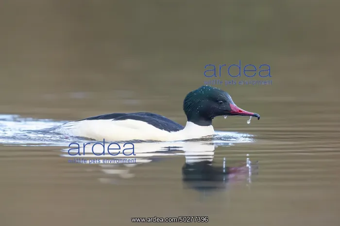 : Common Merganser male : Common Merganser male