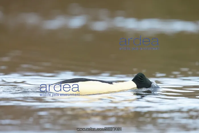 : Common Merganser male : Common Merganser male