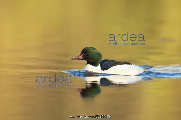 : Common Merganser male : Common Merganser male