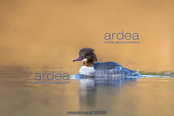 : Common Merganser (Merganser merganser) swimming : Common Merganser (Merganser merganser) swimming