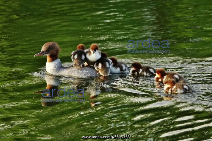 : Common merganser (Mergus merganser), May, Germany, Europe : Common merganser (Mergus merganser), May, Germany, Europe