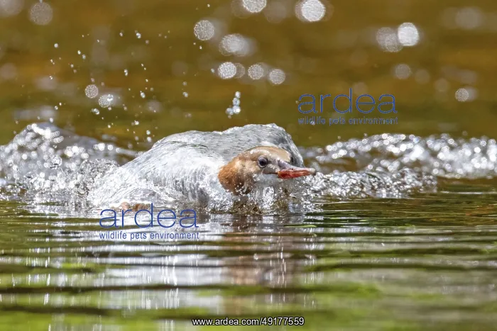: Common merganser (mergus merganser) : Common merganser (mergus merganser)