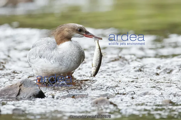 : Common merganser (mergus merganser) : Common merganser (mergus merganser)