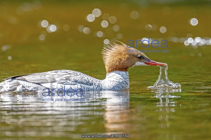 : Common merganser (mergus merganser) : Common merganser (mergus merganser)