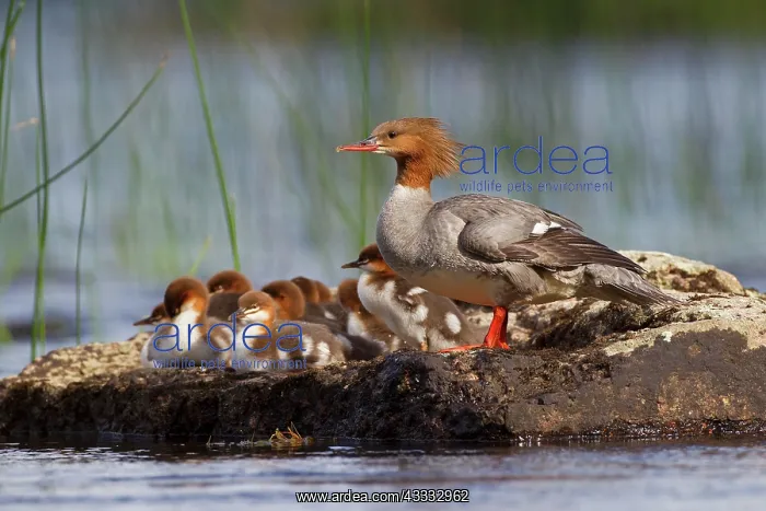  : Common merganser (Mergus merganser), female with