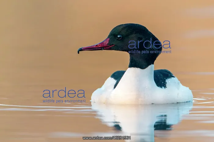 : Common merganser (Mergus merganser), male in water : Common merganser (Mergus merganser), male in water
