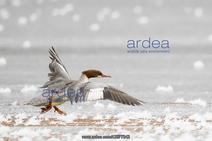 : Common merganser (Mergus merganser) running on frost-covered : Common merganser (Mergus merganser) running on frost-covered