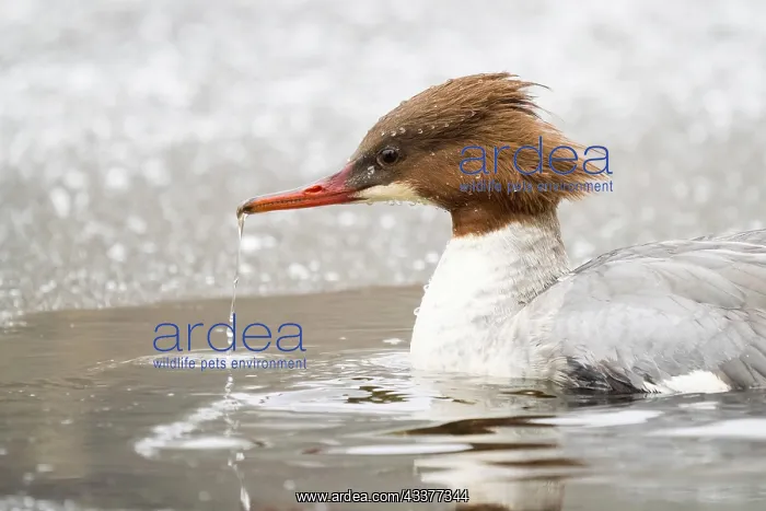  : Common merganser (Mergus merganser) swimming on