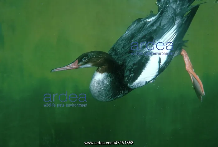 : Common Merganser Underwater : Common Merganser Underwater