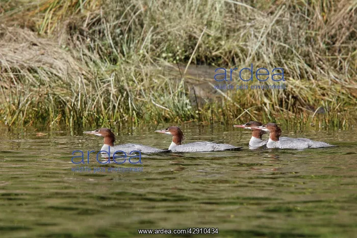 : Common Merganser - in water : Common Merganser - in water