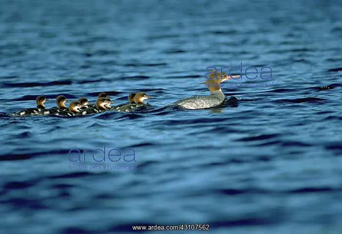 : Common Mergansers : Common Mergansers