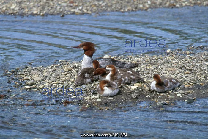 : Common Mergansers : Common Mergansers