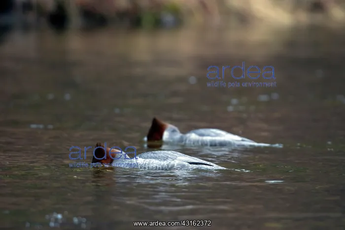 : Common Mergansers : Common Mergansers