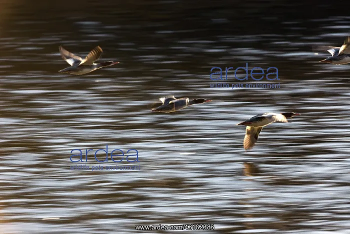 : Common Mergansers : Common Mergansers