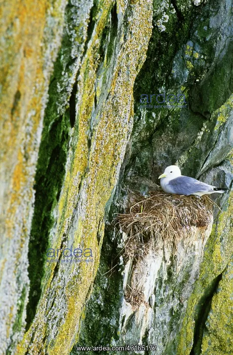 : Common or Mew Gull : Common or Mew Gull